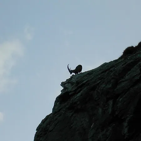 בית הארחה Trojerhof 3*